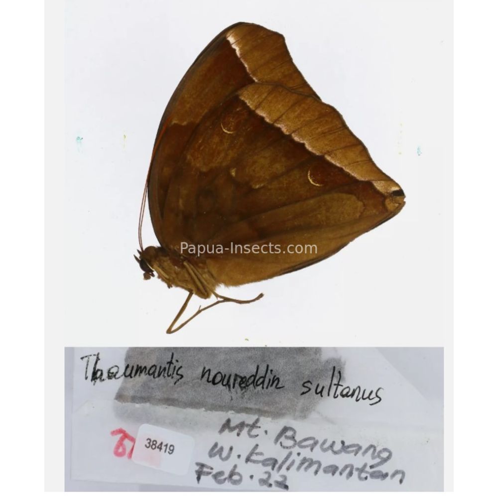 Thaumantis - Nymphalidae from Indonesia