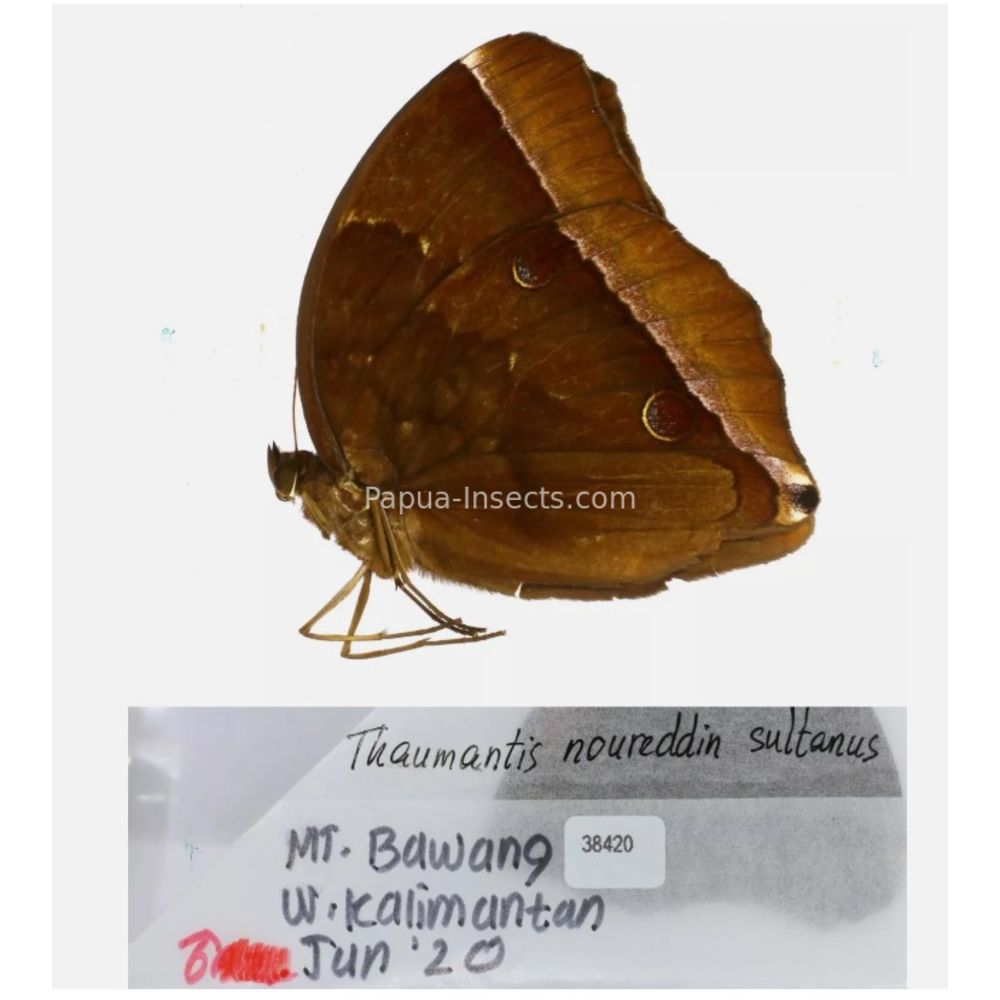 Thaumantis - Nymphalidae from Indonesia