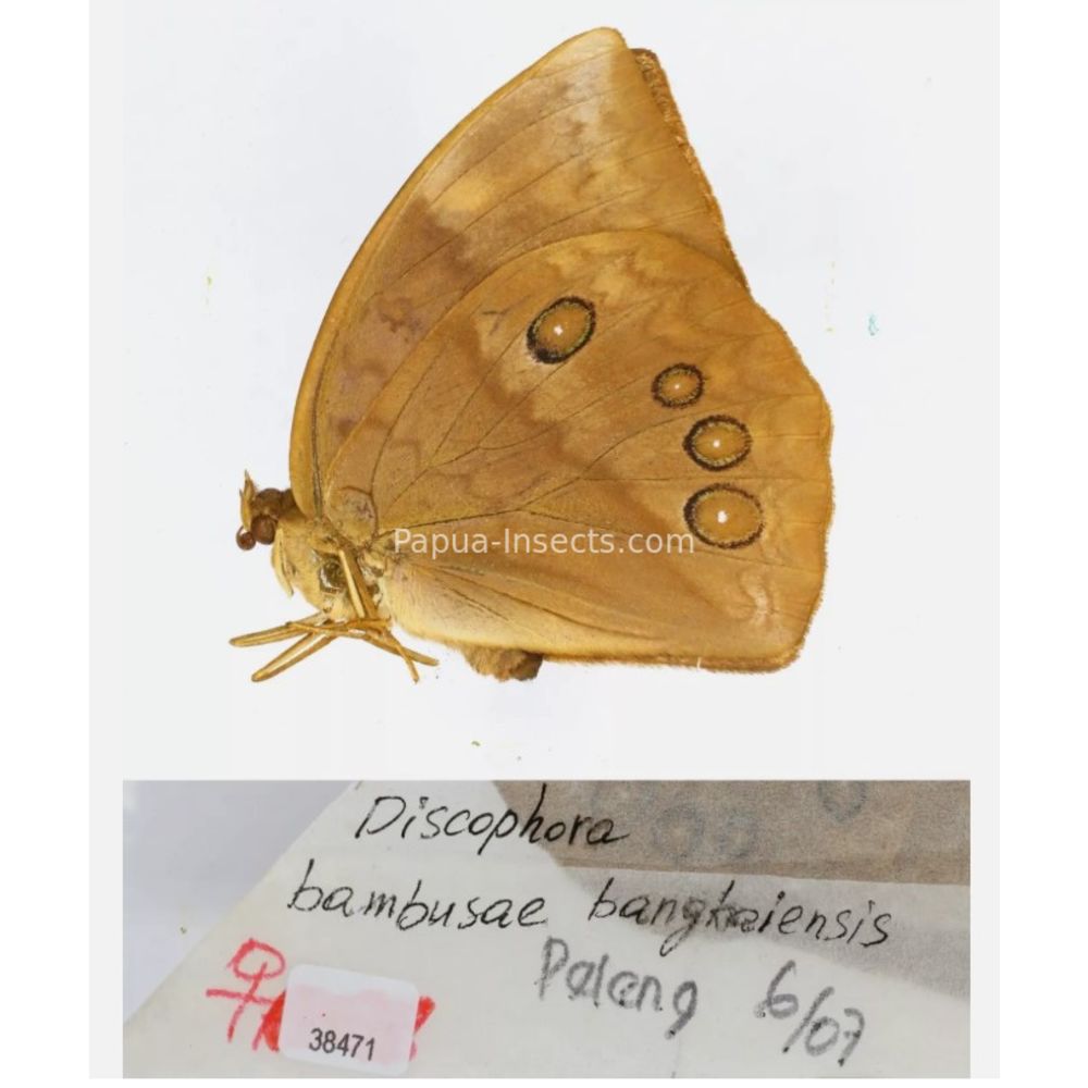 Discophora - Nymphalidae from Indonesia