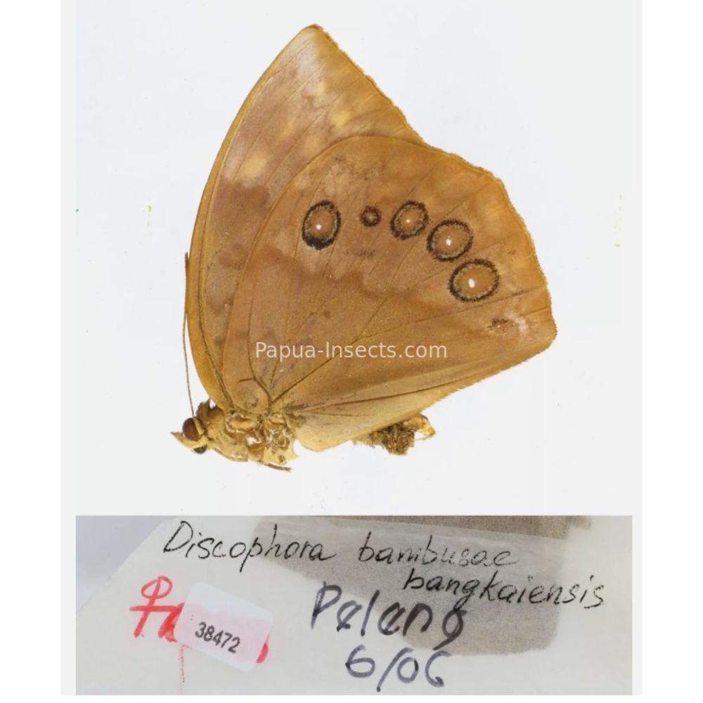 Discophora - Nymphalidae from Indonesia