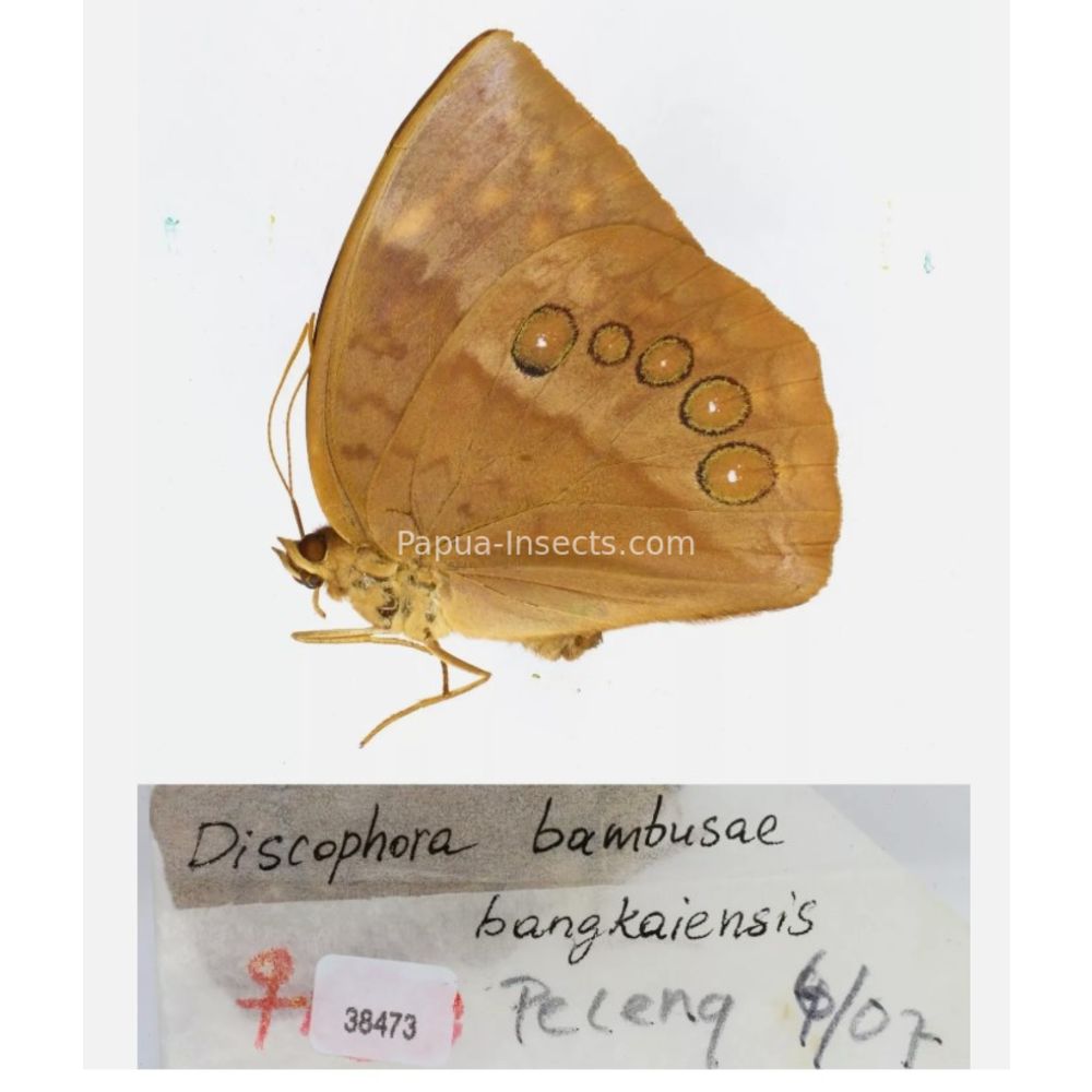 Discophora - Nymphalidae from Indonesia