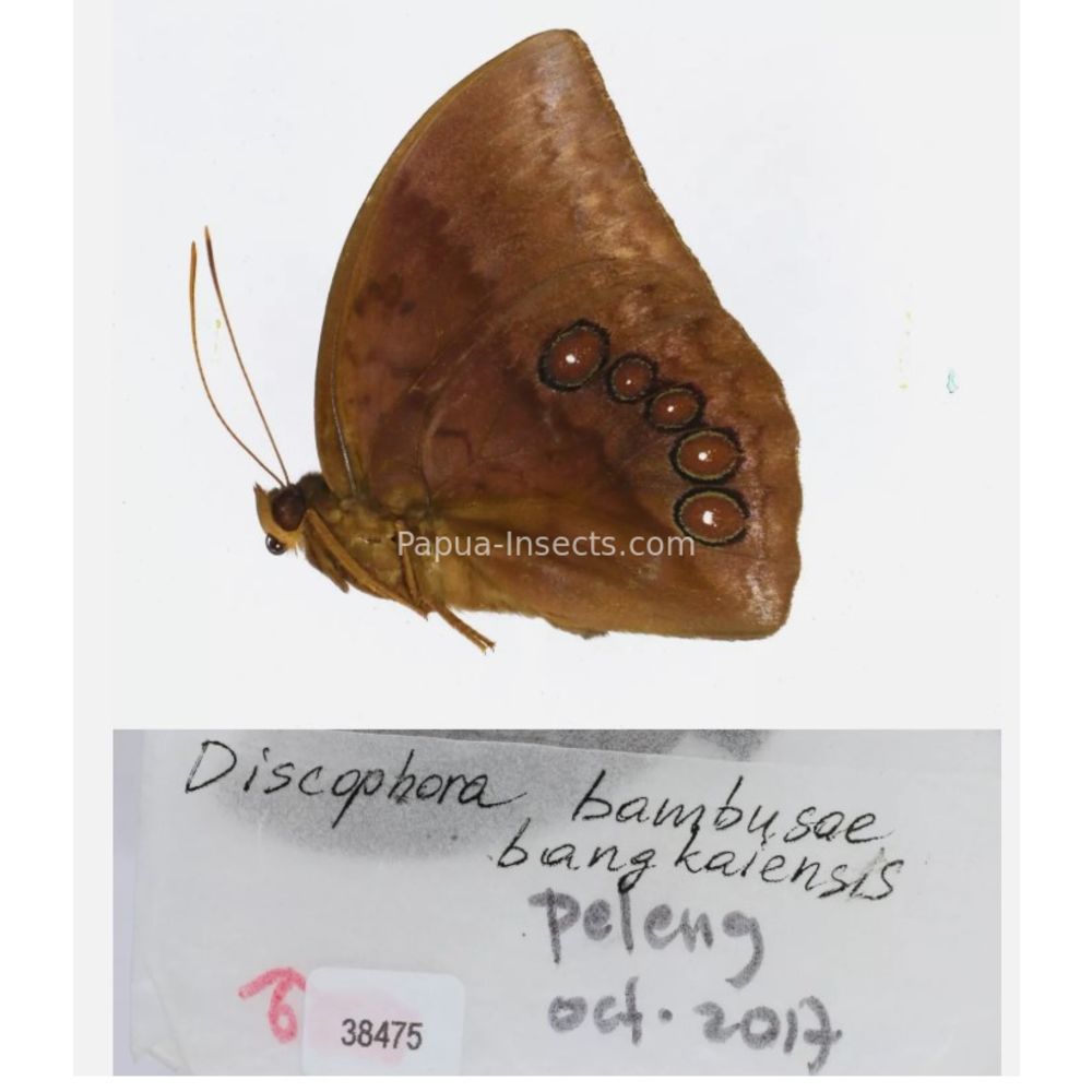 Discophora - Nymphalidae from Indonesia