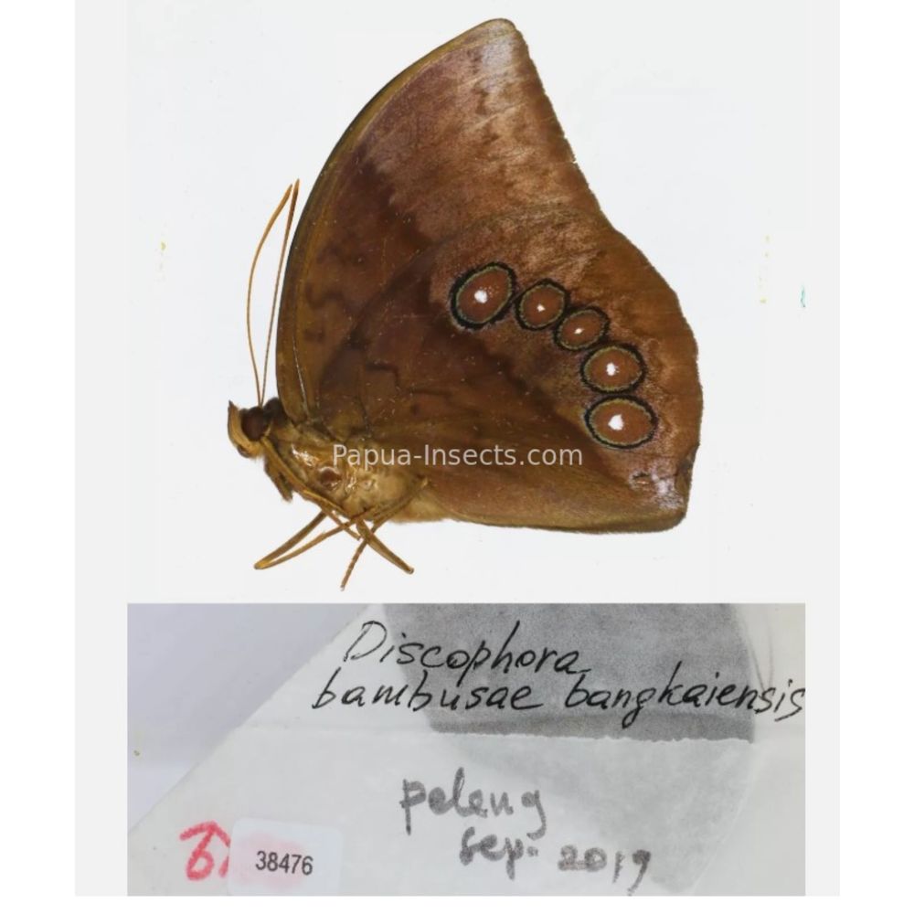 Discophora - Nymphalidae from Indonesia