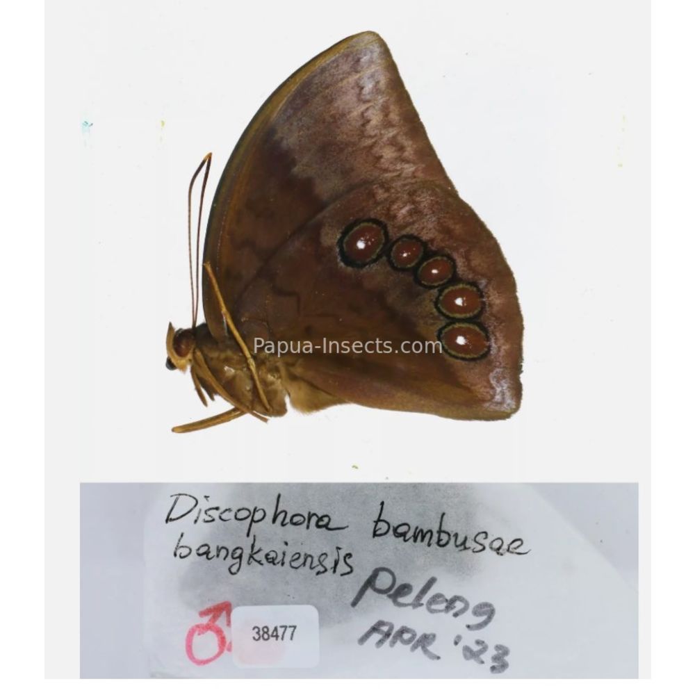 Discophora - Nymphalidae from Indonesia