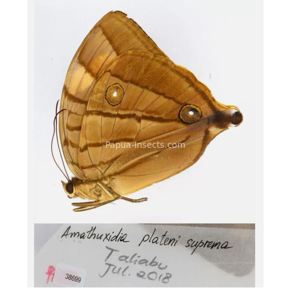 Amathusia Zeuxidia Morphopsis Discophora - Nymphalidae from Indonesia