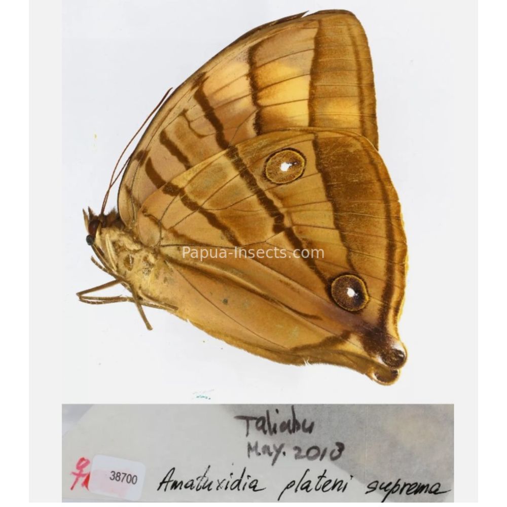 Amathuxidia - Nymphalidae from Indonesia