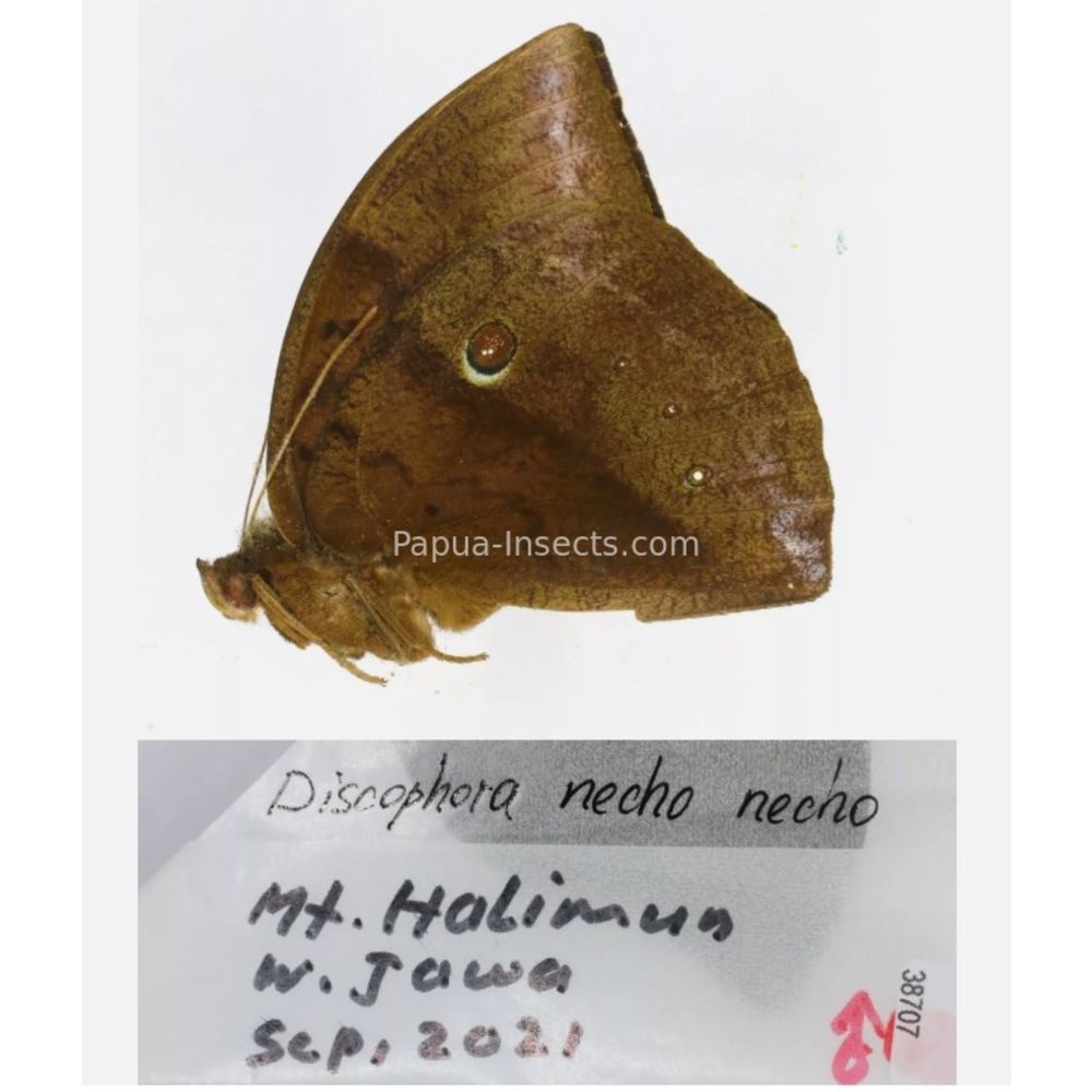 Discophora - Nymphalidae from Indonesia