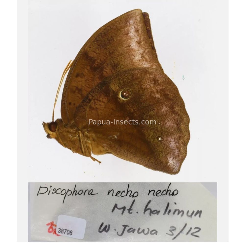 Discophora - Nymphalidae from Indonesia