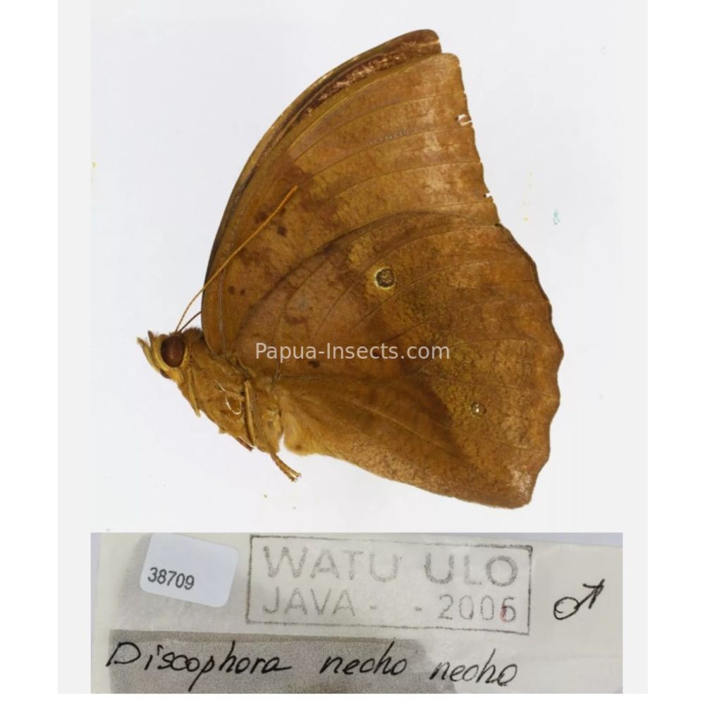 Discophora - Nymphalidae from Indonesia