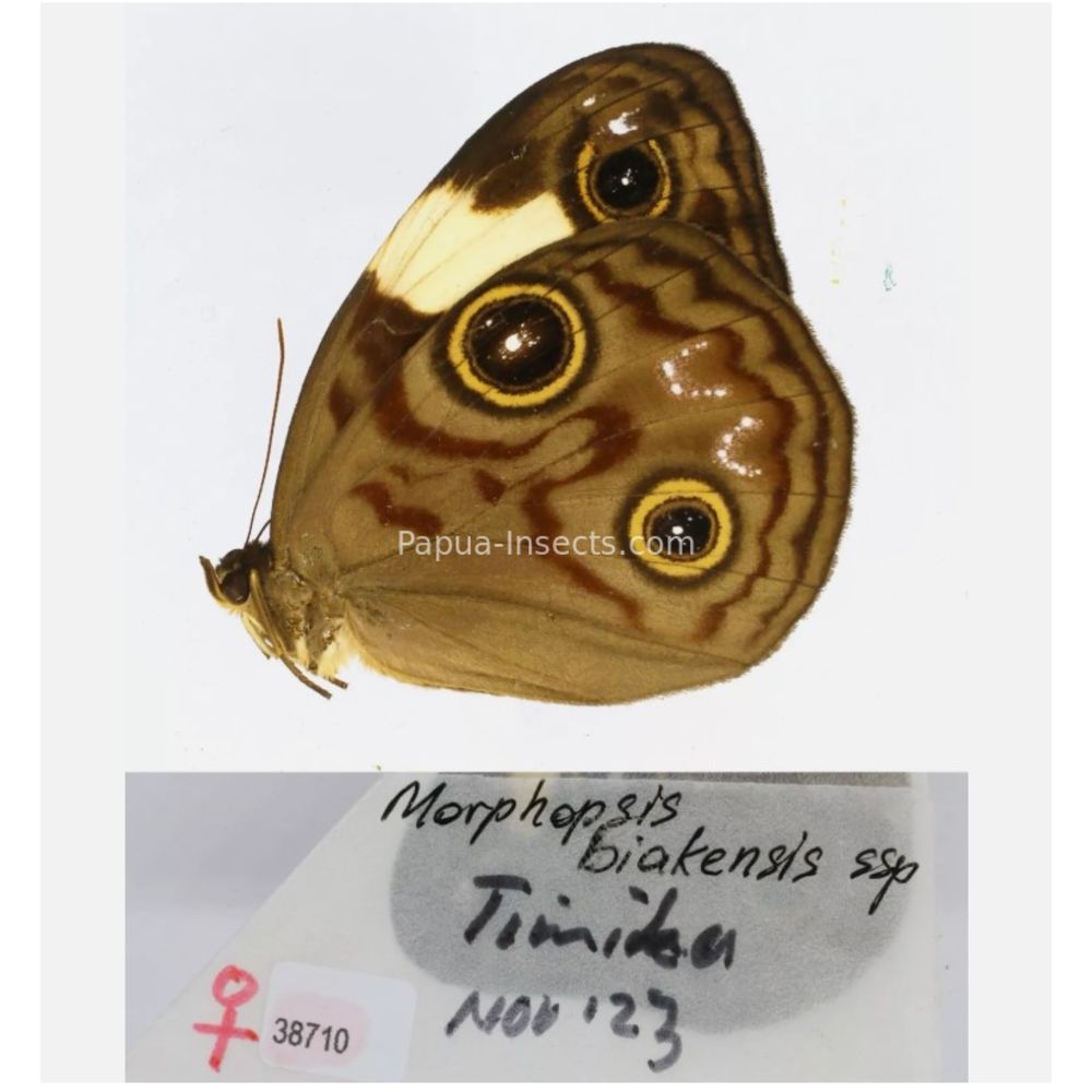 Morphopsis Discophora - Nymphalidae from Indonesia