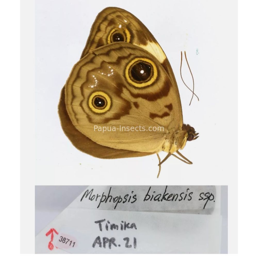 Morphopsis Discophora - Nymphalidae from Indonesia