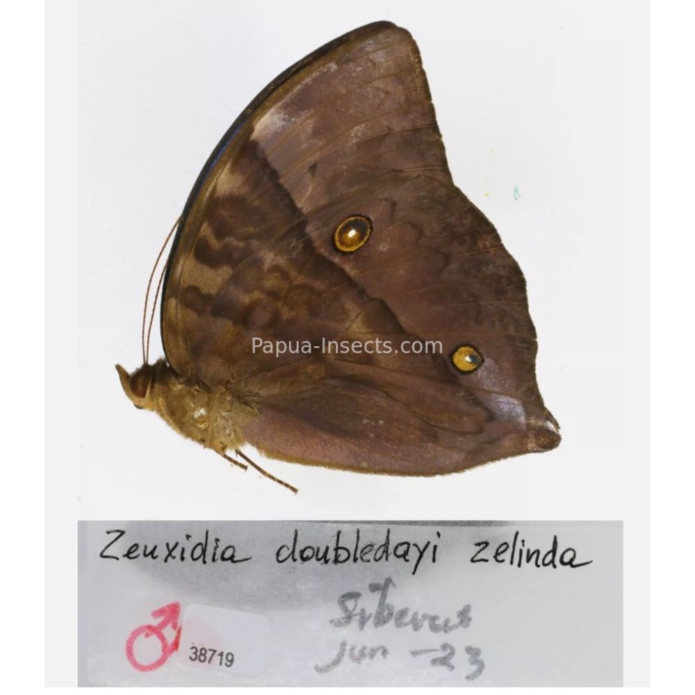 Zeuxidia Morphopsis Discophora - Nymphalidae from Indonesia