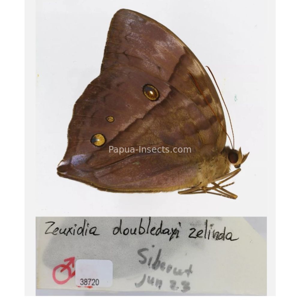 Zeuxidia Morphopsis Discophora - Nymphalidae from Indonesia