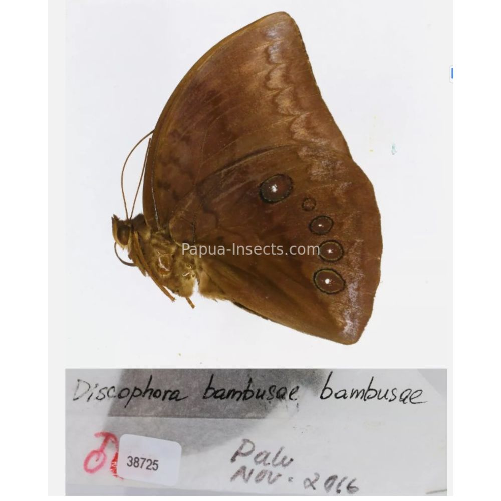 Discophora - Nymphalidae from Indonesia