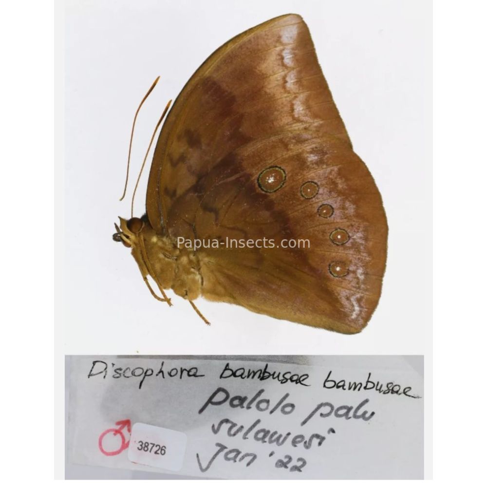 Discophora - Nymphalidae from Indonesia