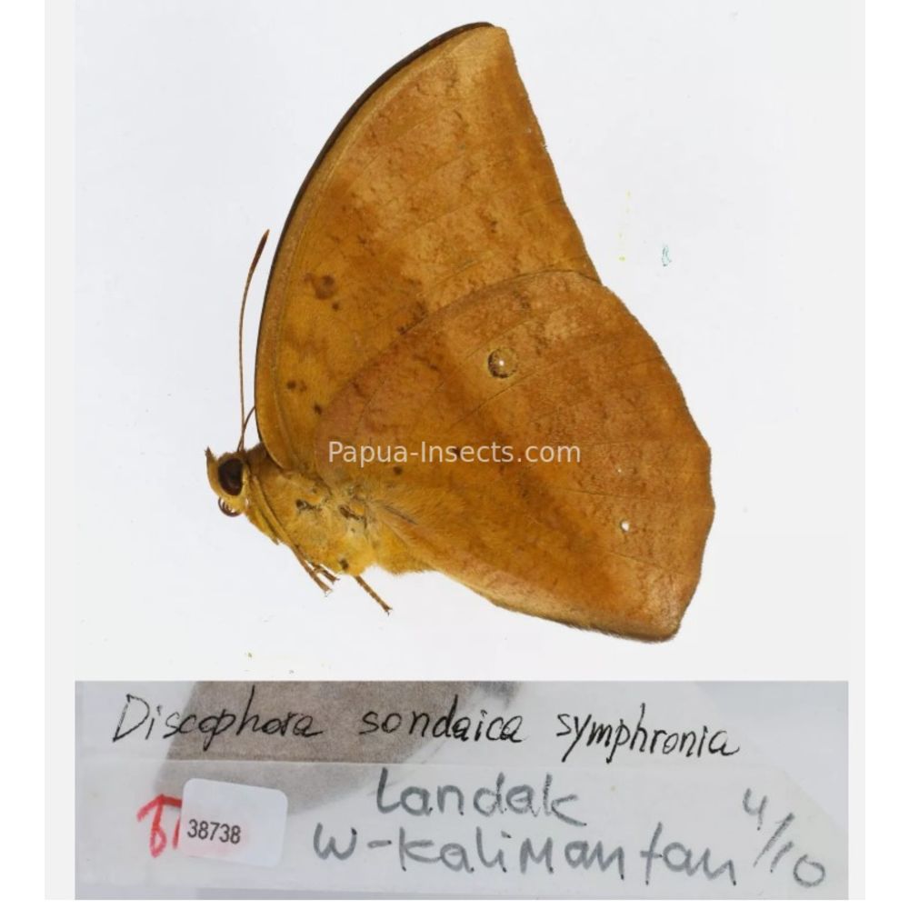 Discophora - Nymphalidae from Indonesia