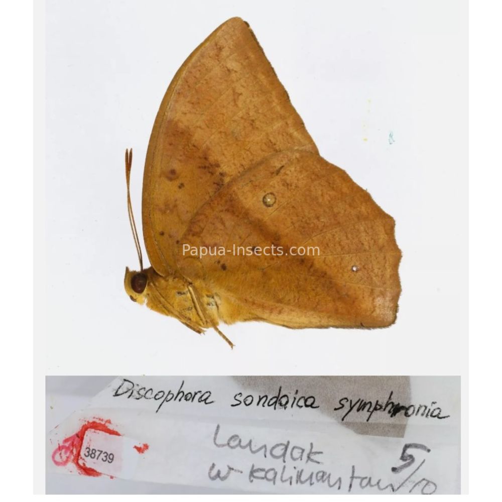 Discophora - Nymphalidae from Indonesia