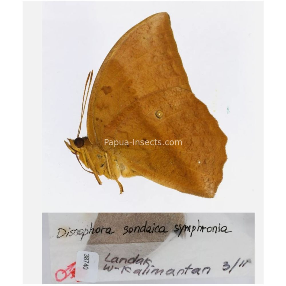 Discophora - Nymphalidae from Indonesia