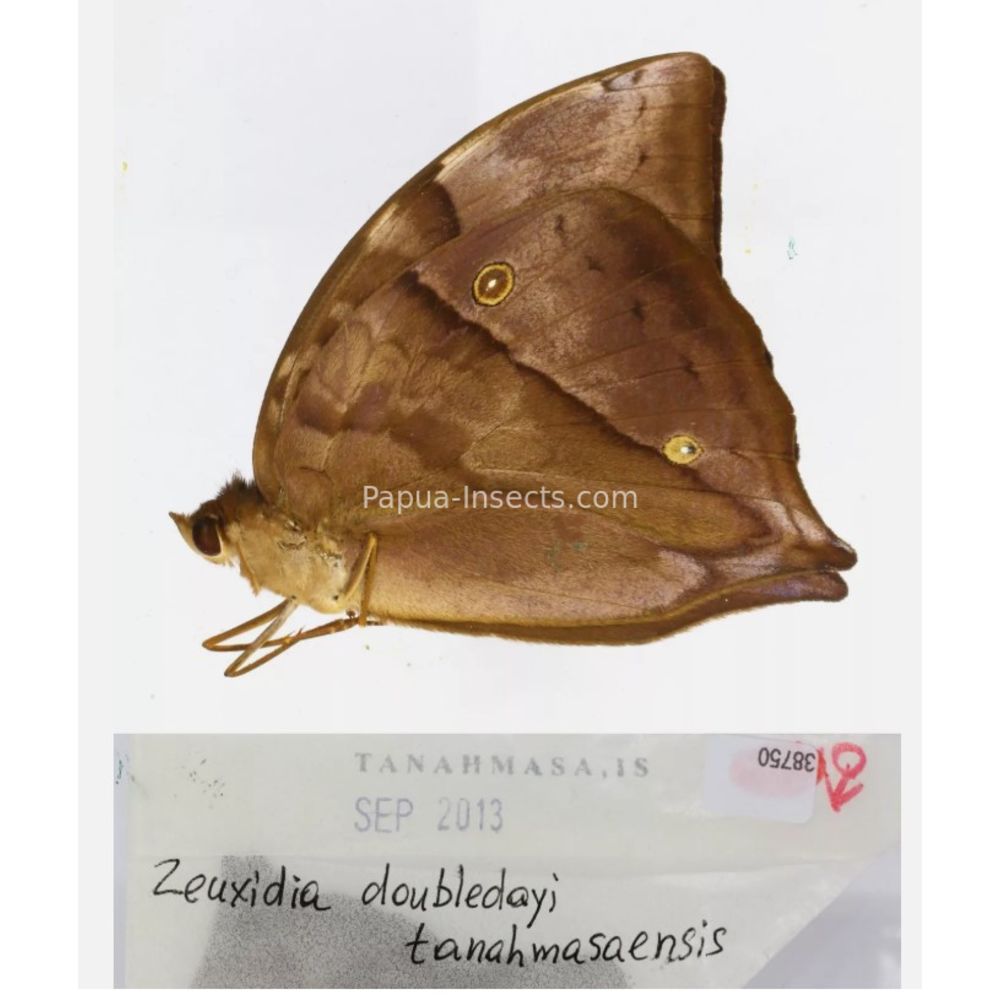 Zeuxidia Morphopsis Discophora - Nymphalidae from Indonesia