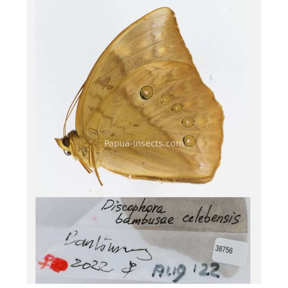 Discophora - Nymphalidae from Indonesia