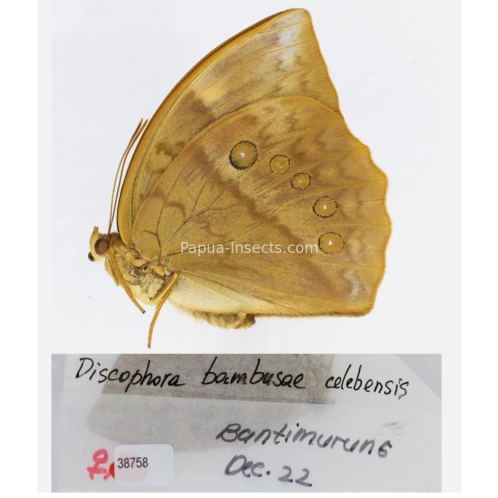 Discophora - Nymphalidae from Indonesia