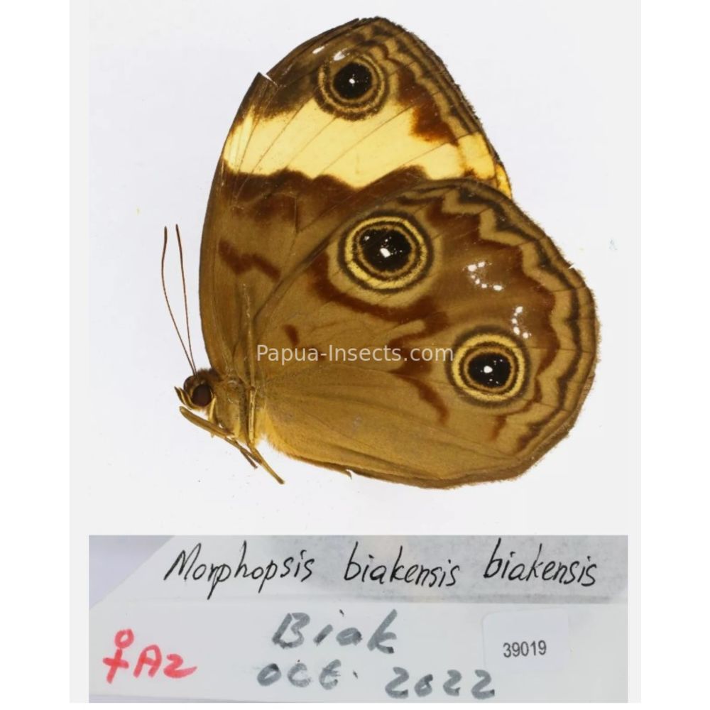 Morphopsis Discophora - Nymphalidae from Indonesia