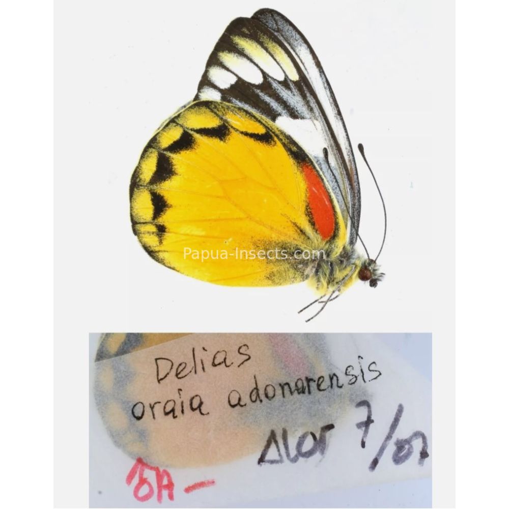 Different sp. of Delias Pieridae from different islads of Indonesia