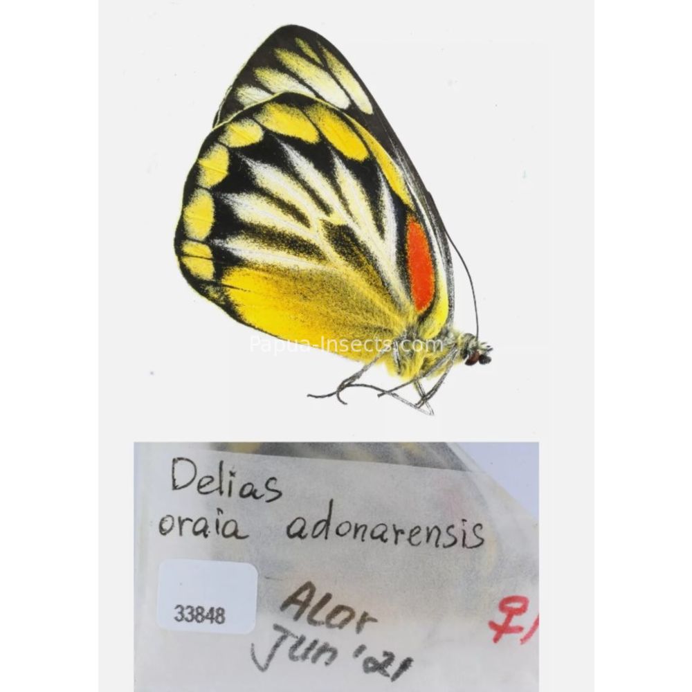 Different sp. of Delias Pieridae from different islads of Indonesia