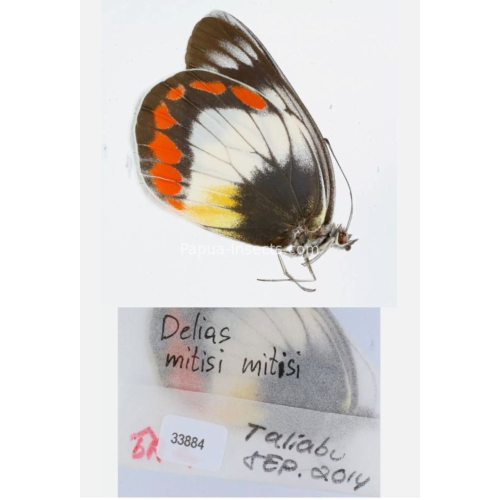 Different sp. of Delias Pieridae from different islads of Indonesia