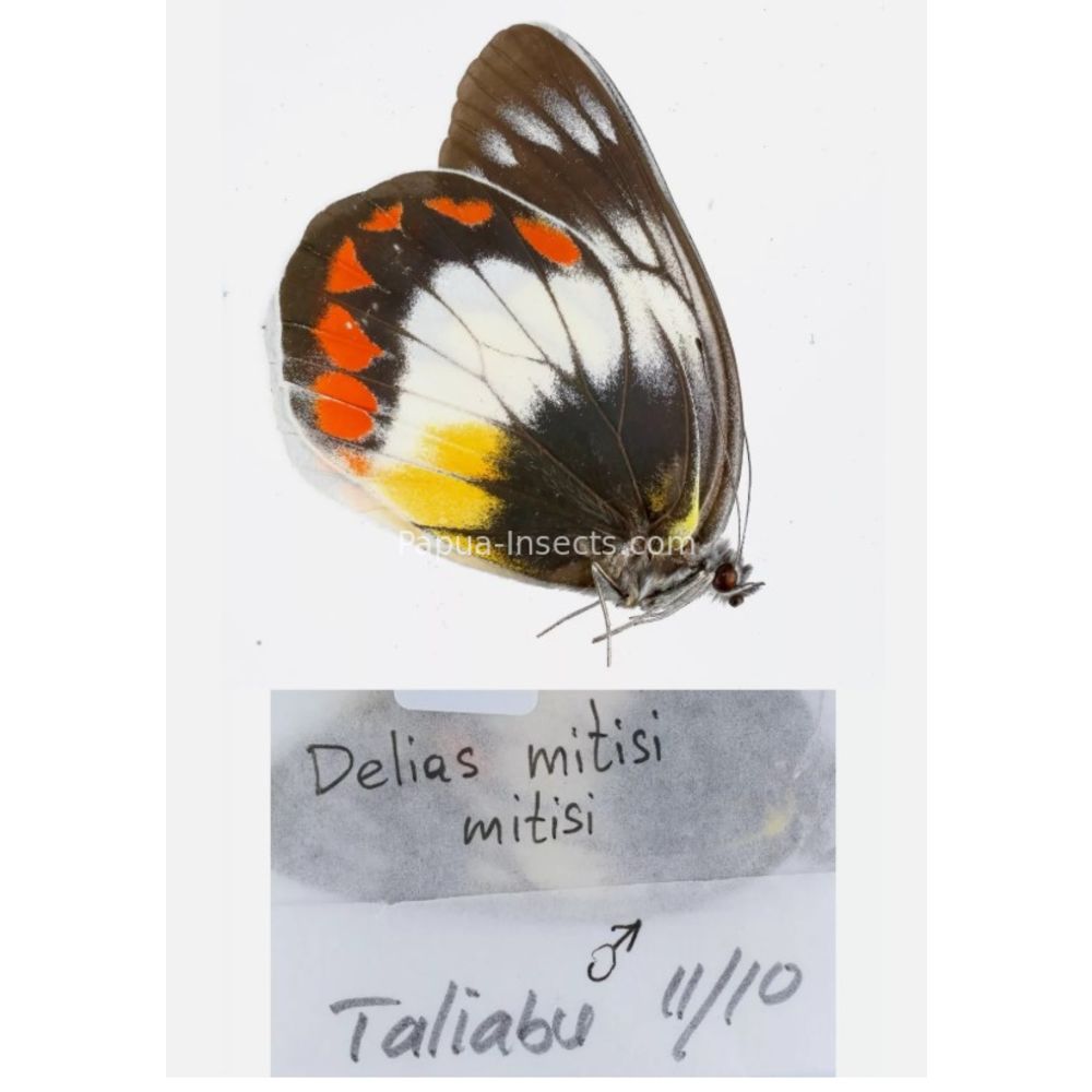 Different sp. of Delias Pieridae from different islads of Indonesia