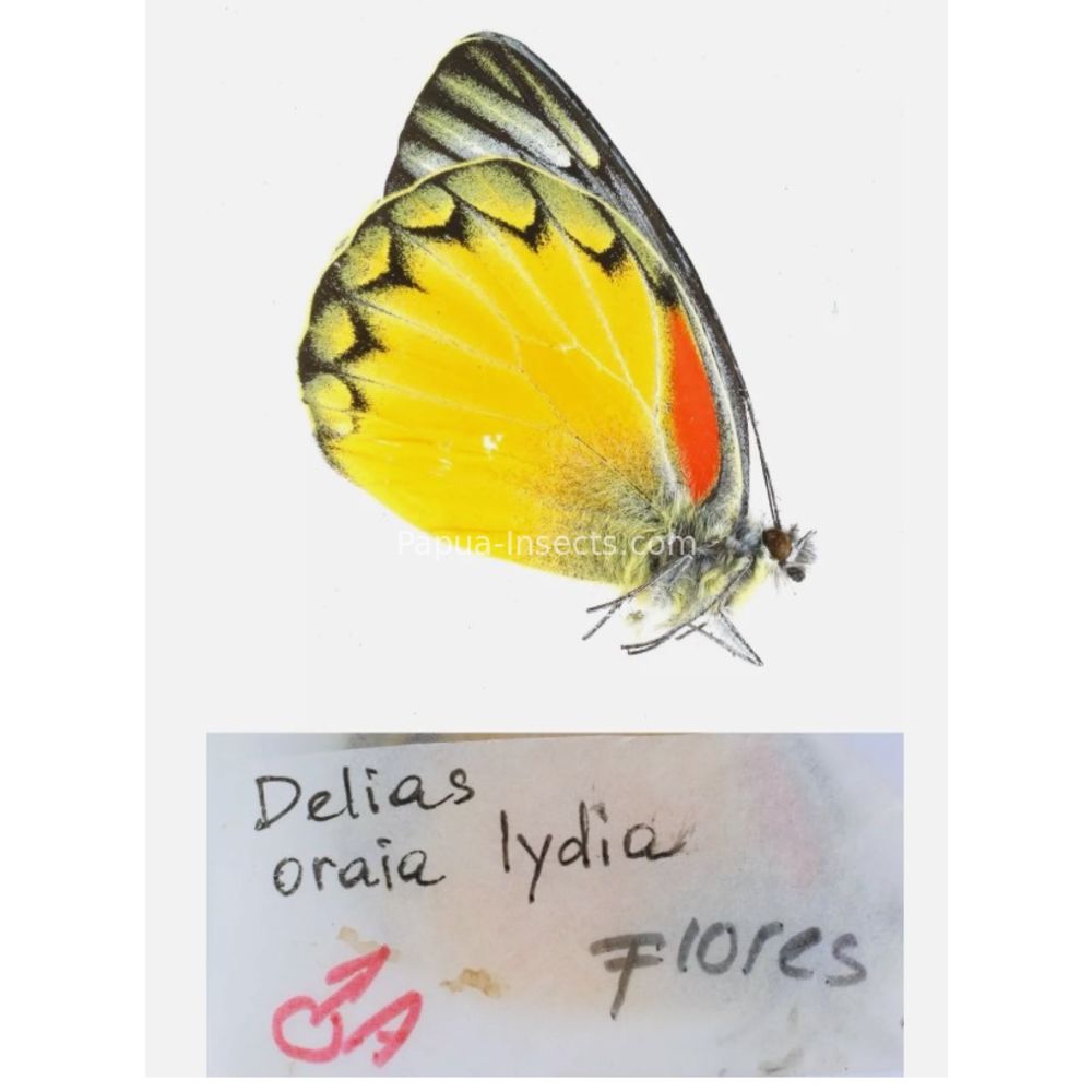 Different sp. of Delias Pieridae from different islads of Indonesia