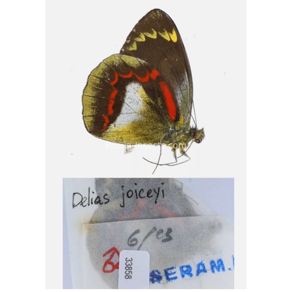 Different sp. of Delias Pieridae from different islads of Indonesia