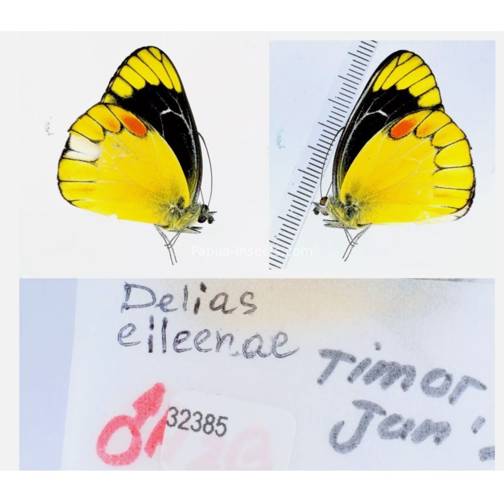 Different sp. of Delias Pieridae from different islads of Indonesia