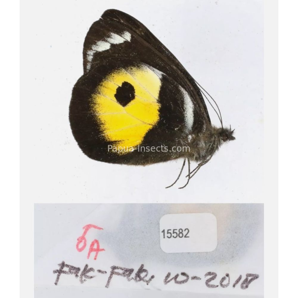 Different sp. of Delias Pieridae from different islads of Indonesia