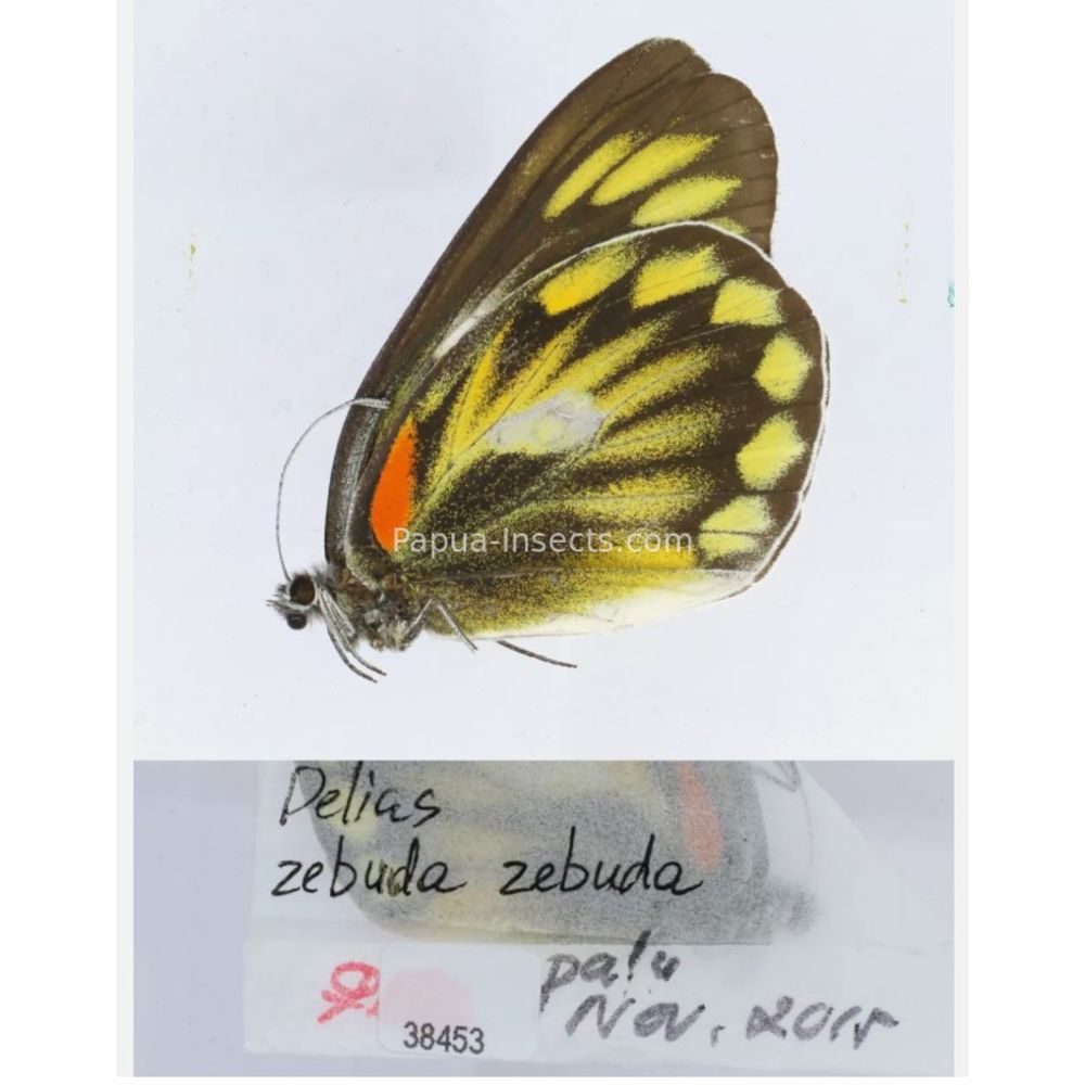 Different sp. of Delias Pieridae from different islads of Indonesia