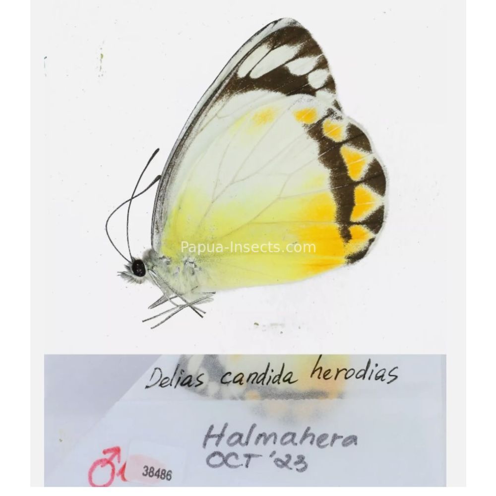 Different sp. of Delias Pieridae from different islads of Indonesia