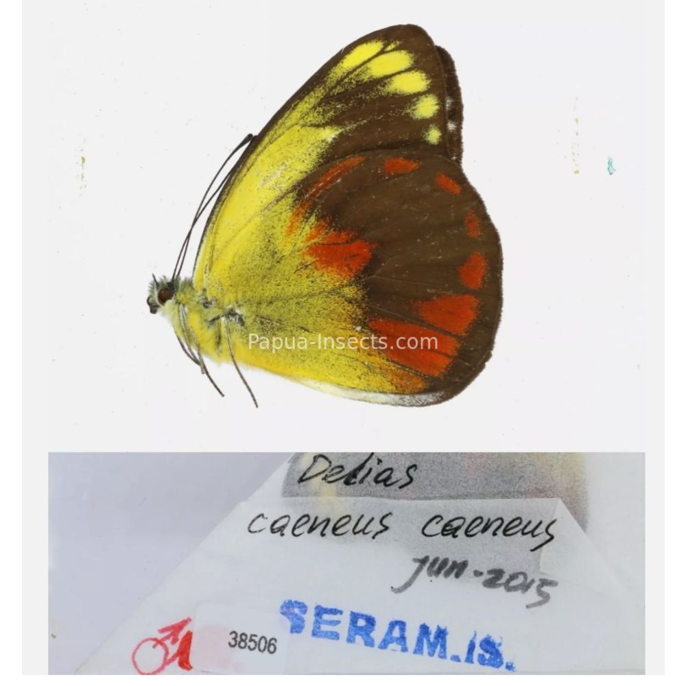 Different sp. of Delias Pieridae from different islads of Indonesia