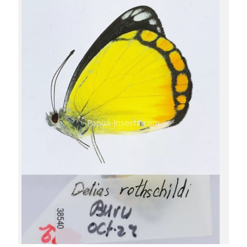 Different sp. of Delias Pieridae from different islads of Indonesia