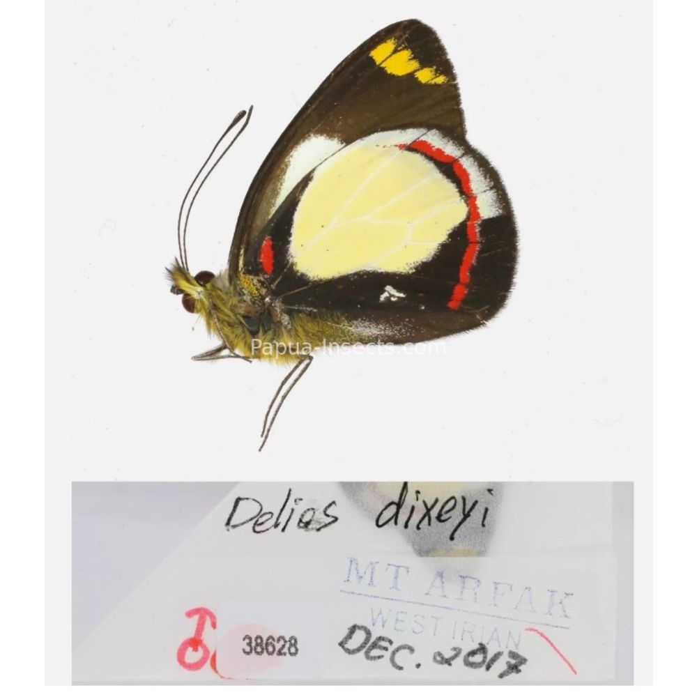 Different sp. of Delias Pieridae from different islads of Indonesia