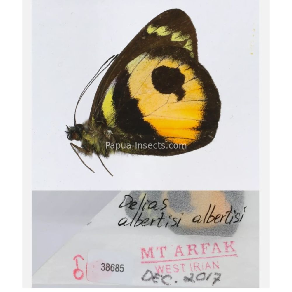 Different sp. of Delias Pieridae from different islads of Indonesia