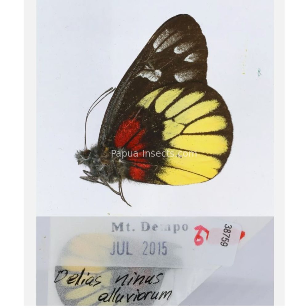 Different sp. of Delias Pieridae from different islads of Indonesia