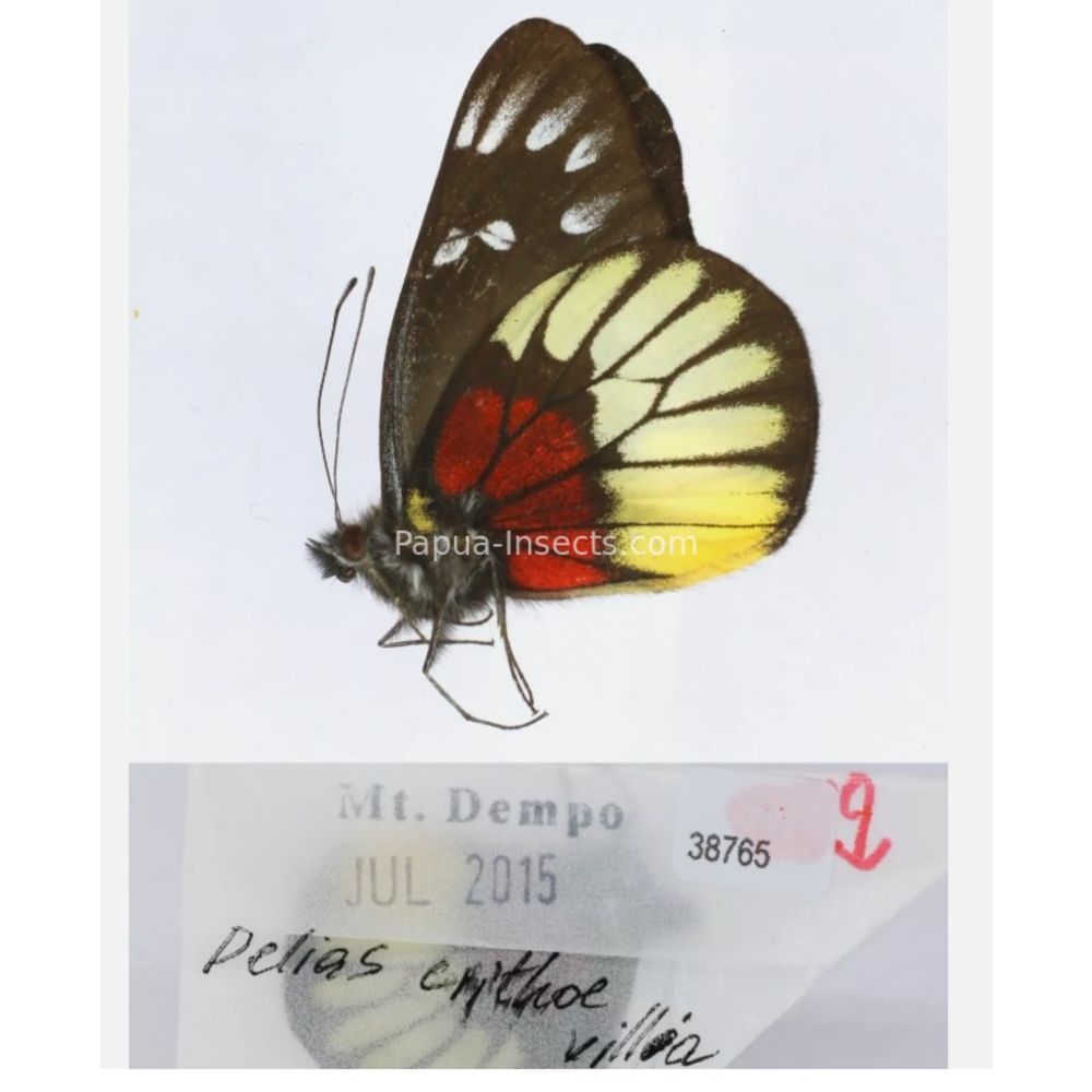 Different sp. of Delias Pieridae from different islads of Indonesia