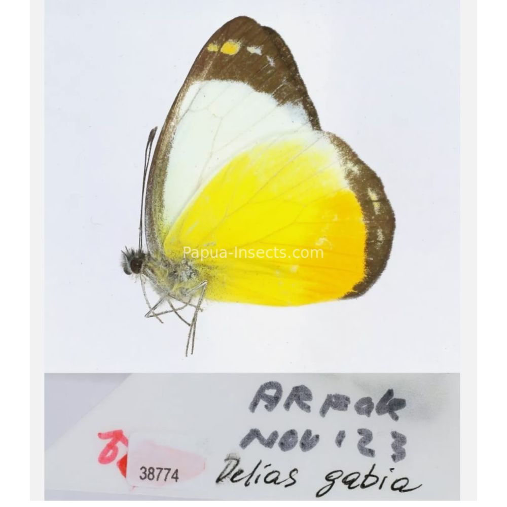 Different sp. of Delias Pieridae from different islads of Indonesia