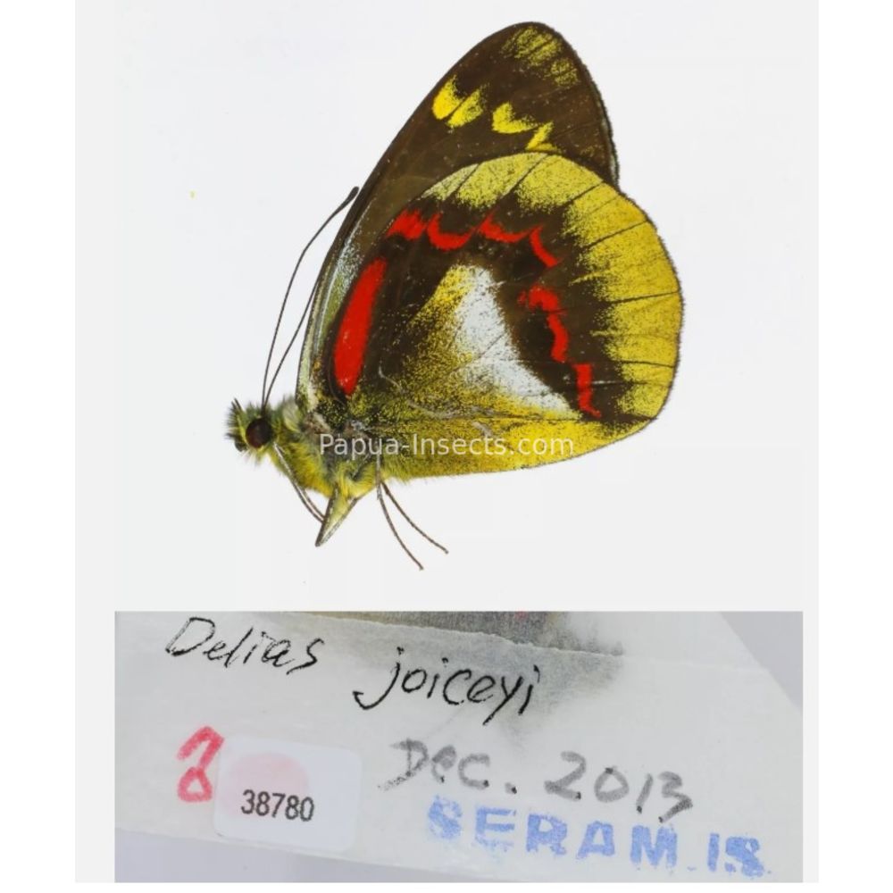 Different sp. of Delias Pieridae from different islads of Indonesia