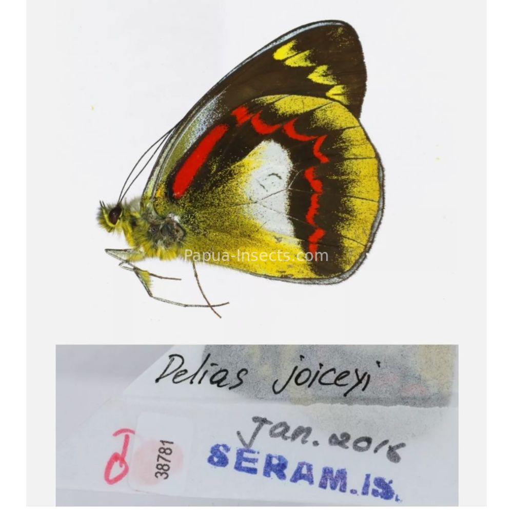 Different sp. of Delias Pieridae from different islads of Indonesia