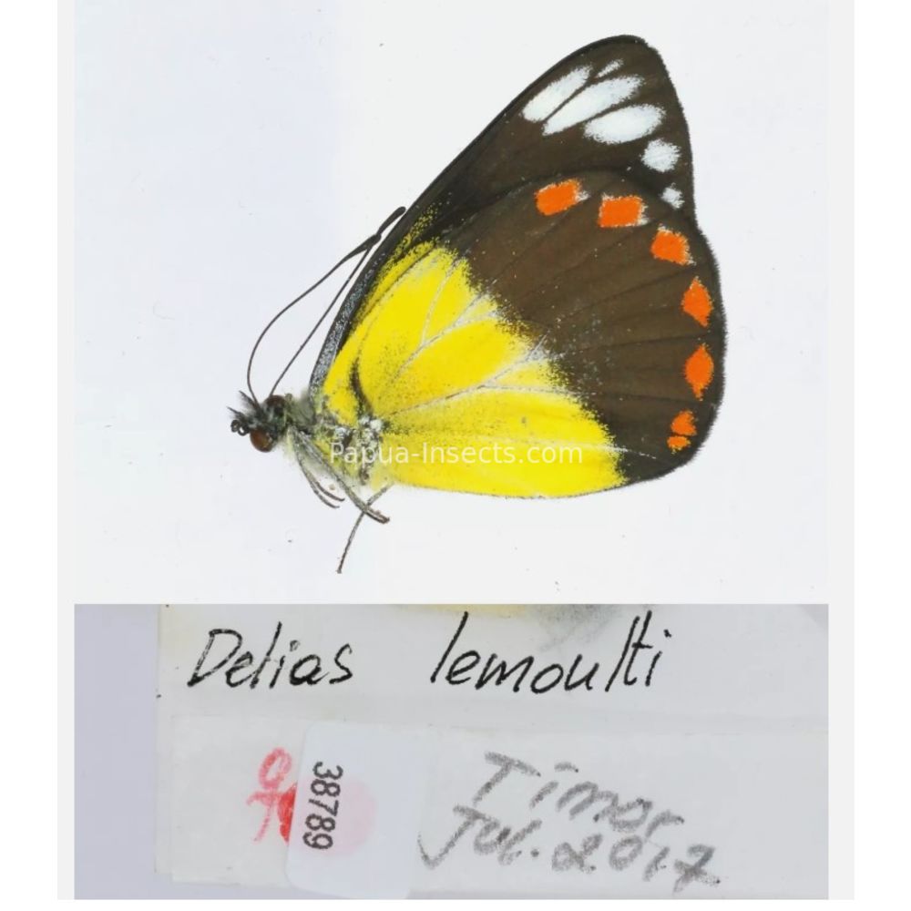 Different sp. of Delias Pieridae from different islads of Indonesia