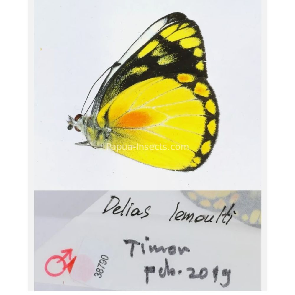 Different sp. of Delias Pieridae from different islads of Indonesia