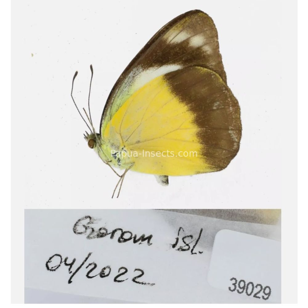 Different sp. of Delias Pieridae from different islads of Indonesia