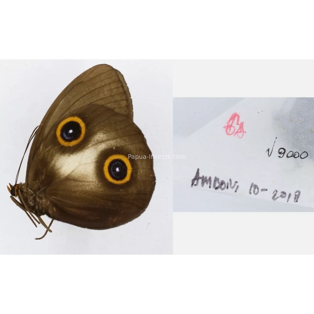 Different sp. of Taenaris - Nymphalidae from different islads of Indonesia