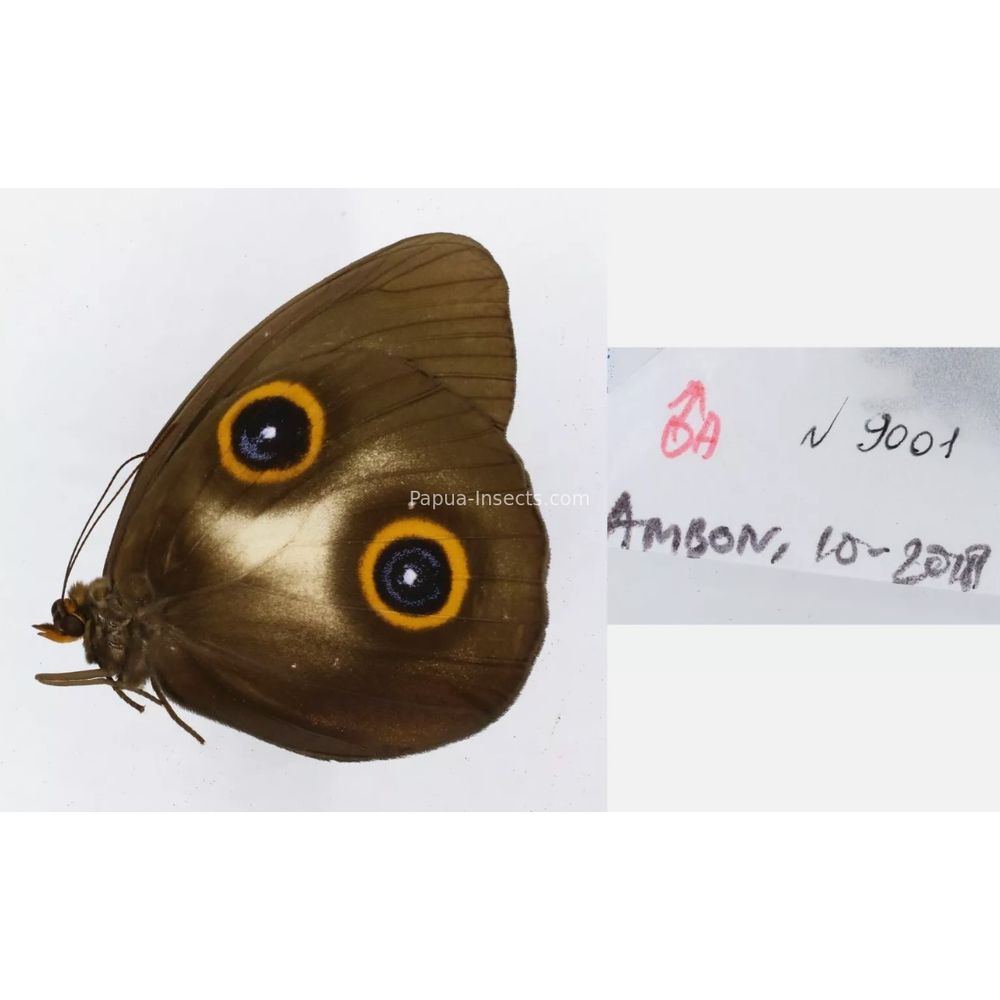 Different sp. of Taenaris - Nymphalidae from different islads of Indonesia